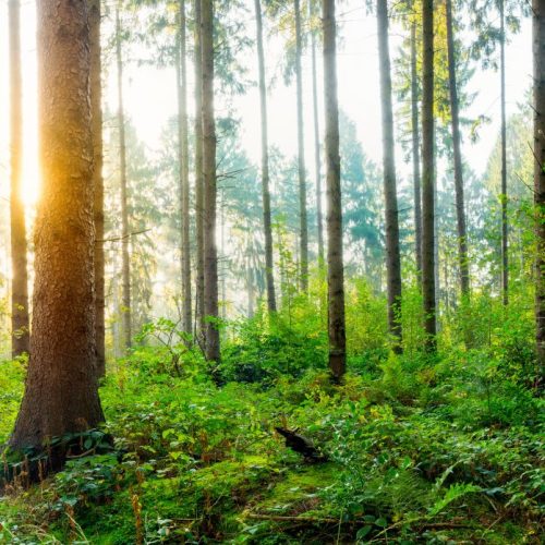 Beautiful sunrise in autumn forest